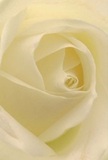 Drawn deep into the delicately unfurling heart of a cream-ivory rose, this image feels as if one is nestled among its whisper-light petals, each gently curving inwards in a dance of grace. The soft, almost luminous glow speaks to the peace found in a Cricklewood morning, with gentle shadows adding depth much like the new day's first light mingling with mature trees along the High Road. The creamy, matte surface of the petals is almost tangible, conjuring the sensation of cool silk at dawn. Here, artistry meets emotion: the spiral formation and subtle interplay of light and shadow evoke both tranquility and drama, all at once. Such a rose, selected with care by a knowledgeable Cricklewood florist, expresses reverence and admiration, as apt for messages of sympathy as for moments of new beginnings. There is, too, a hint of the rose's understated scent - sweet and fleeting, yet unmistakable - lingering in the air as a symbol of solace and hope. The close, intimate perspective captures not just the flower's outer beauty, but also the emotional depth and thoughtful intention that accompany every special delivery throughout the Cricklewood community.